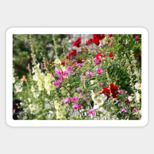 Hollyhock, hollyhock, hollyhock, flower, blossom, fence, garden fence, colorful Sticker